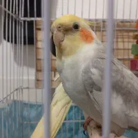 عروس هلندی