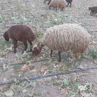 گوسفند ماده