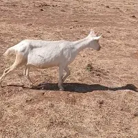 بزسانان