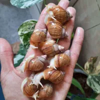 پرورش حلزون|خزنده|پارسآباد, |دیوار