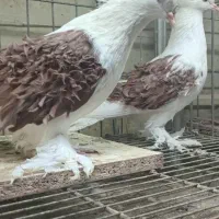 کبوتر زینتی جکسون دوکت شکلاتی|پرنده|ساری, |دیوار