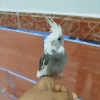 عروس هلندی سرلاکی