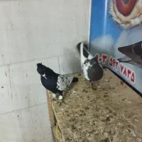 کفتر شهرستانی رنگه خوشتیپ