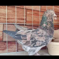 60 عدد کفتر  پرش سنگین دهن خورده جفت کن