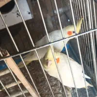 عروس هلندی بالغ