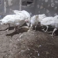بقلیمون فروشی