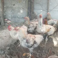 خروس پاپری