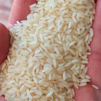 برنج کشت پاکستانی کالابرگ