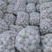 خرید و فروش پیاز عمده|خدمات باغبانی و درختکاری|بناب, |دیوار