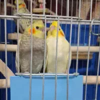 جوجه عروس هلندی ۴۰ روزه|پرنده|اصفهان, شمس آباد|دیوار