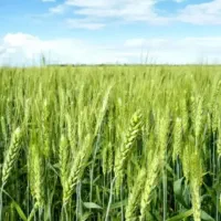 زمین کشاورزی دیم