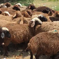 دام طبیعت ییلاقی دارای چند شعبه زنده درتهران|حیوانات مزرعه|تهران, خرمشهر|دیوار
