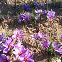 زمین-فروشی-سند-دار