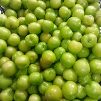 آلوچه درشت و خش
