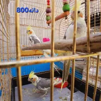 عروس هلندی های سالم|پرنده|مشهد, گاز|دیوار