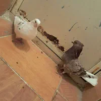 گبوتر|پرنده|گلپایگان, |دیوار