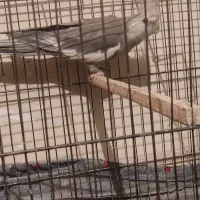 عروس هلندی|پرنده|تهران, مشیریه|دیوار