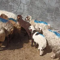 میش ۷عدد|حیوانات مزرعه|چناران, |دیوار