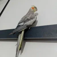 عروس هلندی نر ((واگذاری))