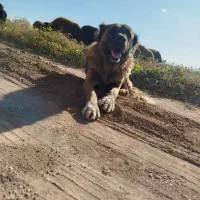 سگ سرابی ذات قدیم