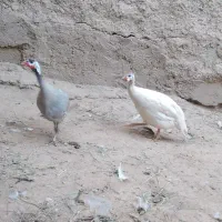مرغ شاخدار|حیوانات مزرعه|اهواز, بهارستان|دیوار