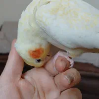 عروس هلندی  سخنگو