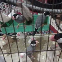 فنج نرگسی کرم لایت شکلاتی