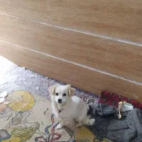 سگ نر پاکوتاه حرف گوش کن