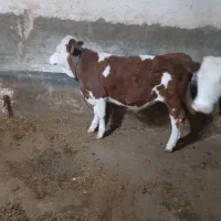 گوساله نردرجه یک