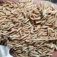 برنج دم سیاه بزری