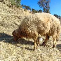 شک دو شیر درجه یک