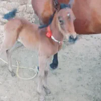 اسب عرب مصری جهت کشش