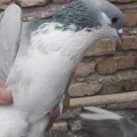 دمگیر|پرنده|اصفهان, میرعماد|دیوار