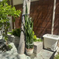 سانسوریا و نخل یوکا سالم بلند و پر