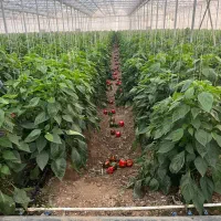 نیازمند نیرو برای گلخانه