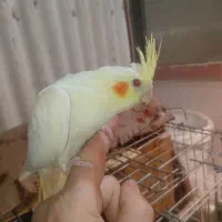 2 تا جوجه دستی چشم شرابی|پرنده|قم, جوی شور|دیوار