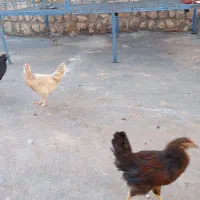 جوجه بالغ|حیوانات مزرعه|ایوان, |دیوار