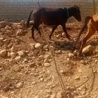 قاطر فروشی|حیوانات مزرعه|اندیمشک, |دیوار