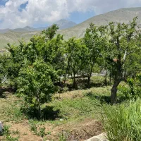 باغ ۲۵۰ متری در ابتدای جاده چالوس