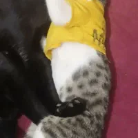 گربه|گربه|میامی, |دیوار