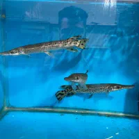 ماهی ،آکواریم آبنوس