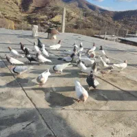 کبوتر|پرنده|مریوان, |دیوار