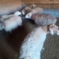 هشت راس گوسفند درشت