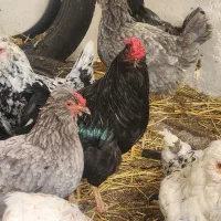 تخم مرغ|حیوانات مزرعه|فلاورجان, |دیوار