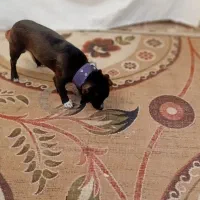 سگ پاکوتاه|سگ|اسفراین, |دیوار