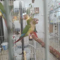 گرینچیک ماده ونر تک