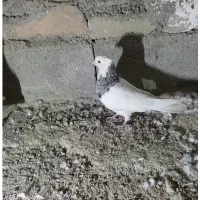 طوق الماسی ماده