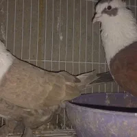 کفترجفتگاه وپرشی|پرنده|مشهد, شهید بصیر|دیوار