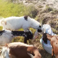 بزشیک افغانیاصل|حیوانات مزرعه|خرمشهر, |دیوار