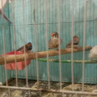 دوجفت فنچ بالغ ک الان تخم دارن باقفس وسایل ها